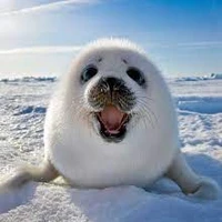 Guillermo Segovia Fernandez's profile picture