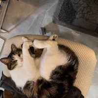 Cheeman's profile picture