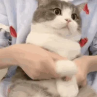 yelan's profile picture