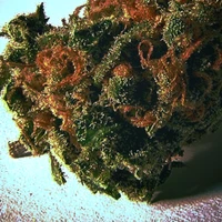 Listen to AM brest Cancer I.RUNN IT ALL WAY AND BEEATET. SURVIVES ITS NOT OPTION.  's profile picture